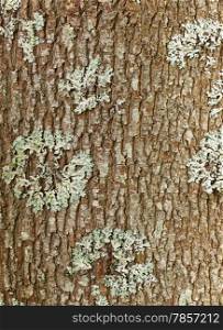 Close up - a structure of the mossy tree bark, maple