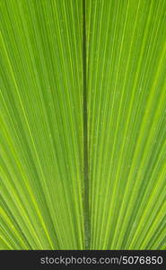 Close up abstract background of palm leaf