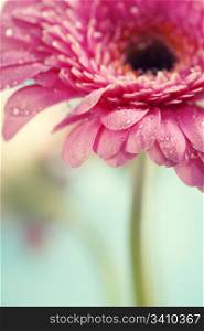 Close up abstract of colorful pink daisy gerbera flowers