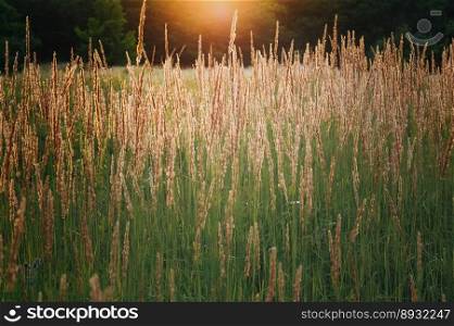 Close up agricultural crop field under sunlight concept photo. Tall fluffy grasses. Front view photography with blurred background. High quality picture for wallpaper, travel blog, magazine, article. Close up agricultural crop field under sunlight concept photo