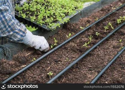 Close up agriculturist hand is planting Chinese cabbage sprouts on nursery plot in organic farm