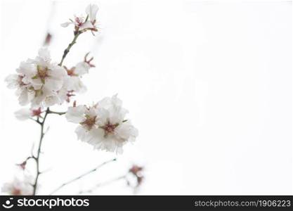 close up almond blossoms. High resolution photo. close up almond blossoms. High quality photo