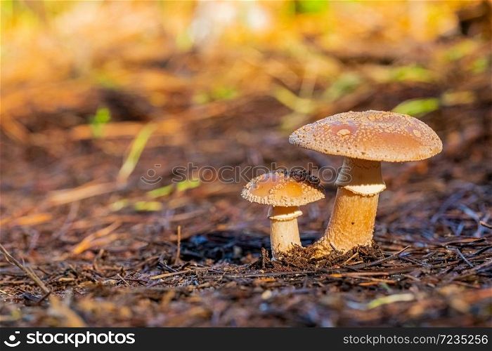 Close-up Amanita Rubescens, The Blusher Mushrooms in a Pine Forest Plantation in Tokai Forest Cape Town