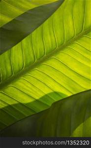 Close up and blurred foreground of abstract lines pattern with sunlight and shadow on green Dieffenbachia sp. leaves surface in vertical frame for natural background and growth concept