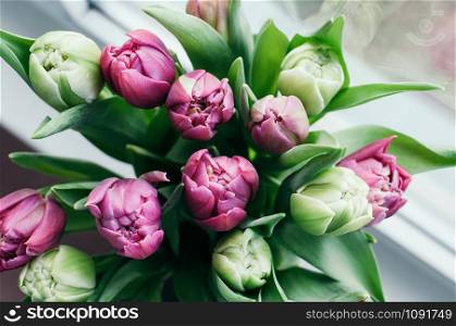 Close up and selective soft focus bouquet of beautiful pink and green tulip flowers in vase on window sill. Top view, blurred abstract background. Spring, holiday, date, event concept