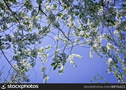 Close up apple tree flowers in front of blue sky concept photo. Cherry blossom. Front view photography with blurred background. High quality picture for wallpaper, travel blog, magazine, article. Close up apple tree flowers in front of blue sky concept photo