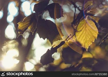 Close up autumn leaves hanging on branch concept photo. Fall foliage in sunlight. Front view photography with blurred background. High quality picture for wallpaper, travel blog, magazine, article. Close up autumn leaves hanging on branch concept photo