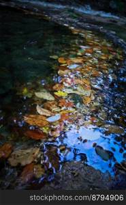 Close up autumn leaves in shallow river concept photo. Nature beauty. Side view photography with creek bank on background. High quality picture for wallpaper, travel blog, magazine, article. Close up autumn leaves in shallow river concept photo
