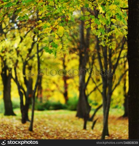 close up autumn trees in park