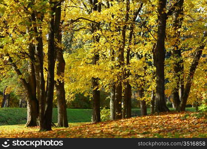 close up autumn trees in park