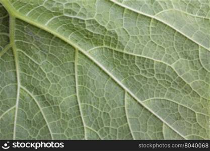Close up back side of green pumpkin leaf