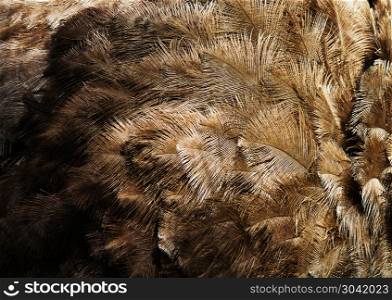 close-up background from the tail feather of an adult ostrich. ostrich feather background. ostrich feather background
