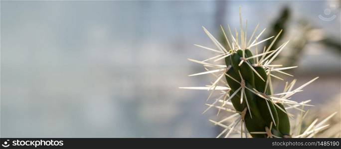 Close-up background of a cactus with long spines and copy space