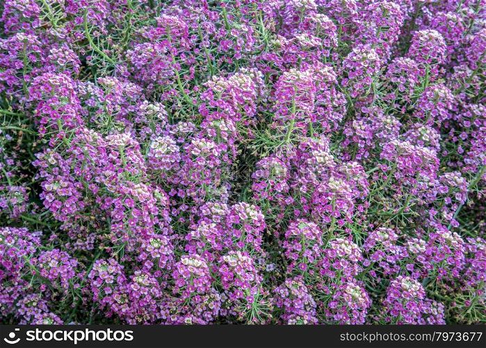 close-up background of flowering purple lavender lobularia shrub
