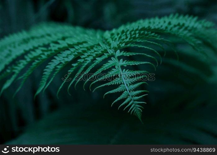 Close up background of fresh spring emerald green fern leaves, low angle view