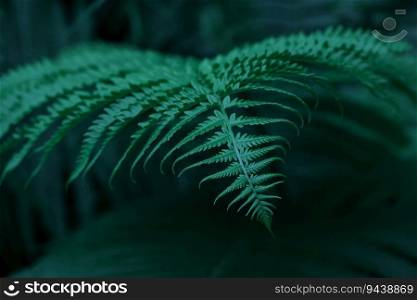 Close up background of fresh spring emerald green fern leaves, low angle view
