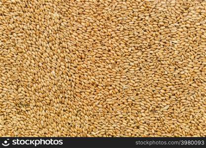 Close up background of sunflower seeds. Agricultural goods, rural food, nature texture pattern concept.. Peeled sunflower seeds background