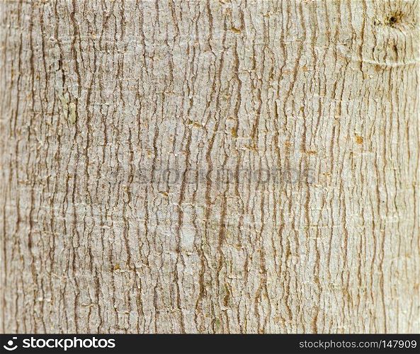 close up background of wood texture