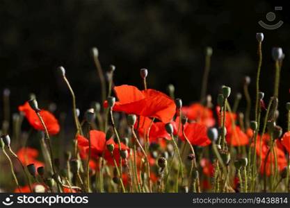 Close up backlit red poppy flowers in green field, low angle side view