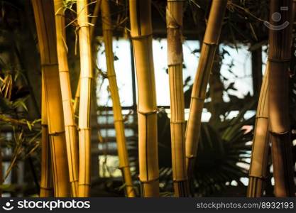 Close up bamboo stems in garden concept photo. Chinese restaurant decoration. Front view photography with blurred background. High quality picture for wallpaper, travel blog, magazine, article. Close up bamboo stems in garden concept photo