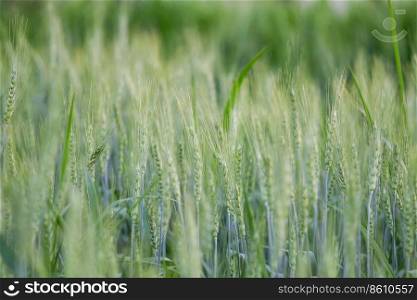 Close-up Barley in the field with sunny blurred background. Beautiful nature and fresh air