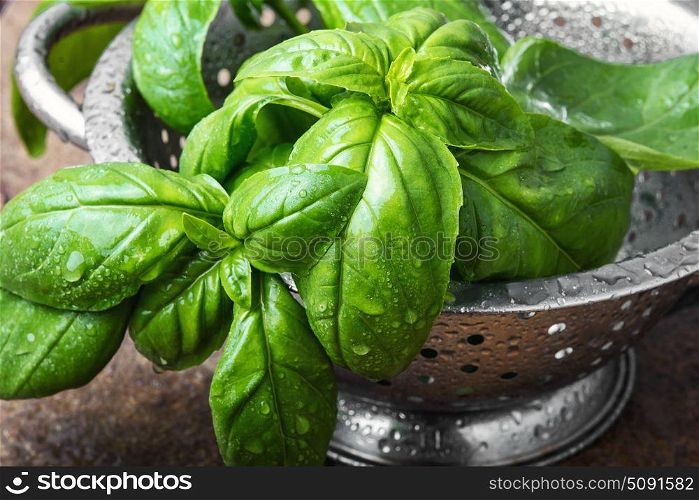 Close up basil leaves. Fresh bunch of green basil in a bowl