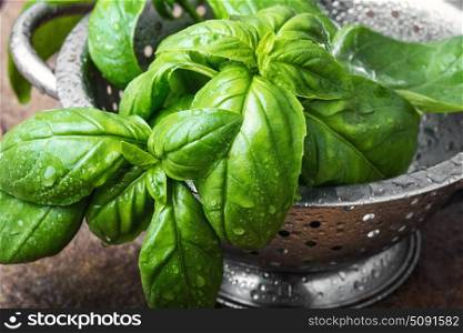 Close up basil leaves. Fresh bunch of green basil in a bowl