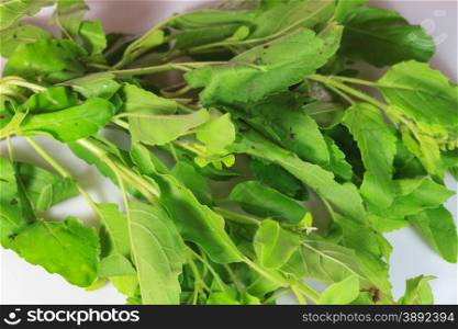 close up basil leaves isolated on white background