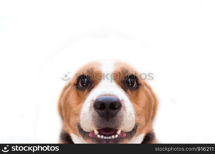 Close up Beagle dog on the white isolated background. Animal and mammal concept. Selective focus on eyes