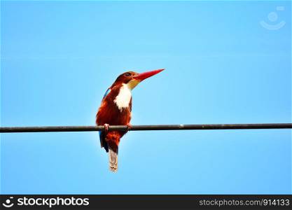 Close up beautiful bird on a cable with blue sky background