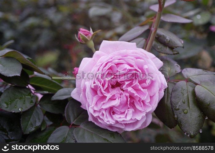 close-up beautiful blooming pink rose in garden