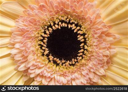 close up beautiful flower