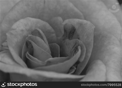 close up beautiful flowering yellow roses in the garden, black and white tone