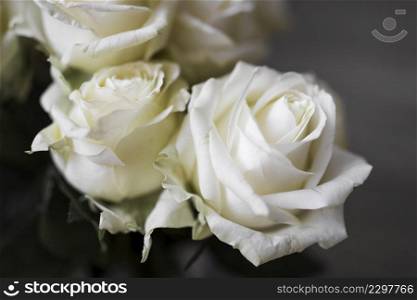 close up beautiful fresh roses