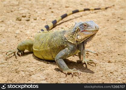 Close up beautiful green iguana stands on ground