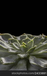 close up beautiful green plant 3