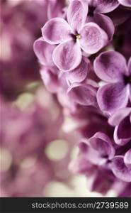 close-up beautiful lilac background