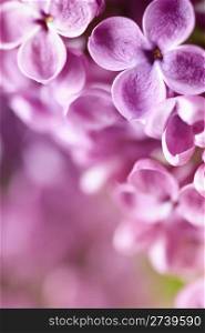 close-up beautiful lilac background