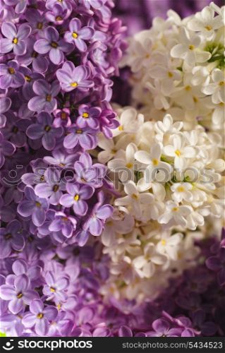 close up beautiful lilac background with light violet and white flowers