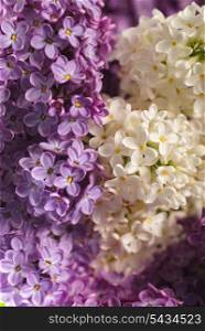 close up beautiful lilac background with light violet and white flowers