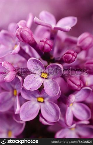 close up beautiful lilac background with light violet flowers