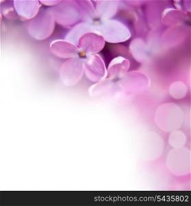 close up beautiful lilac background with light violet flowers