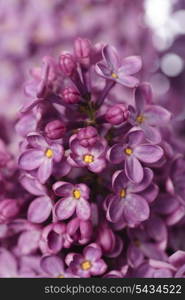 close up beautiful lilac bud with light violet flowers