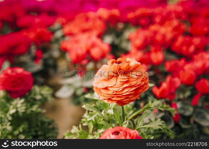 close up beautiful marigold flower against blurred background