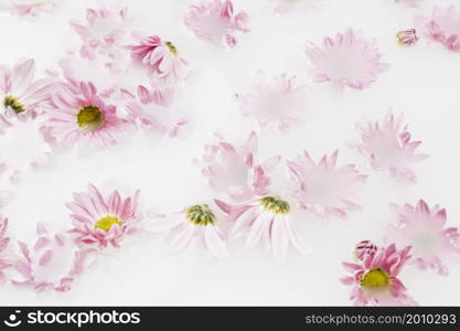 close up beautiful pink flowers floating water