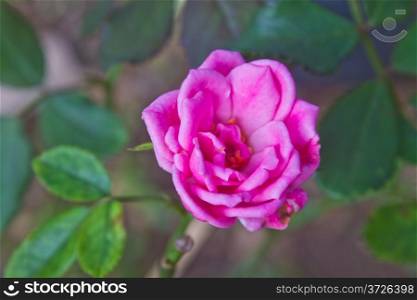 Close up Beautiful pink rose in garden