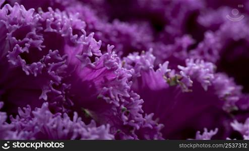 close up beautiful purple flowers