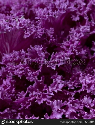 close up beautiful purple flowers outdoors
