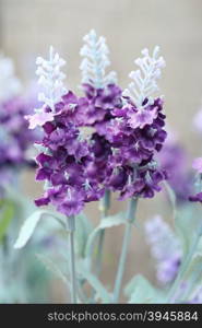 close-up beautiful purple lavender of artificial flowers