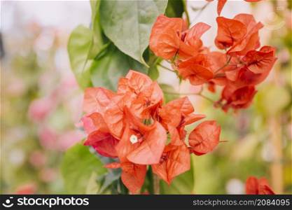 close up beautiful red bougainvillea flowers